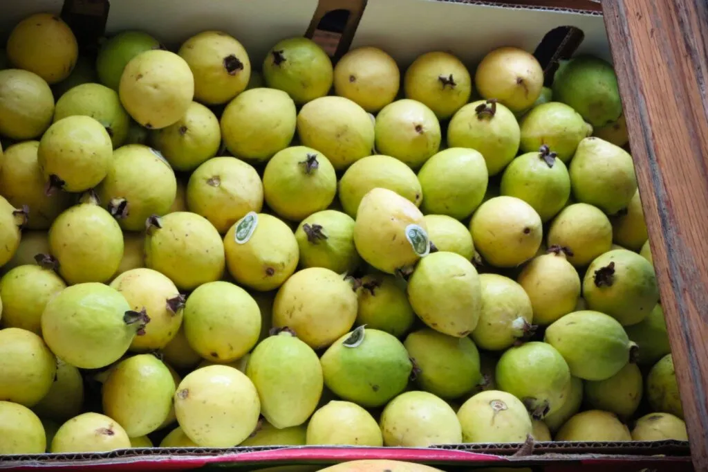 Guavas sold at Melendez Imports in Berrien Springs, Michigan