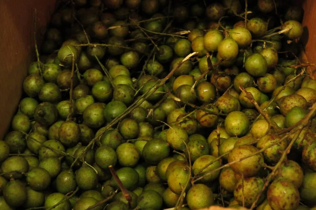 Guinep-Spanish Lime-Mamoncillo-Quenepa sold at Melendez Imports in Berrien Springs, Michigan