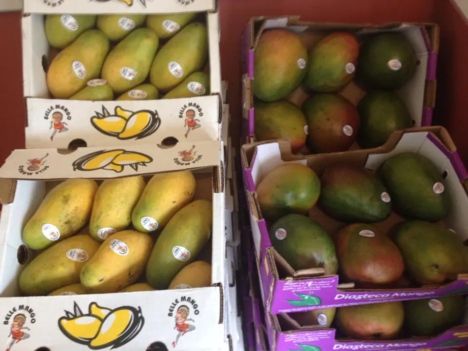 Mexican and Hattian Mangos sold at Melendez Imports in Berrien Springs, Michigan
